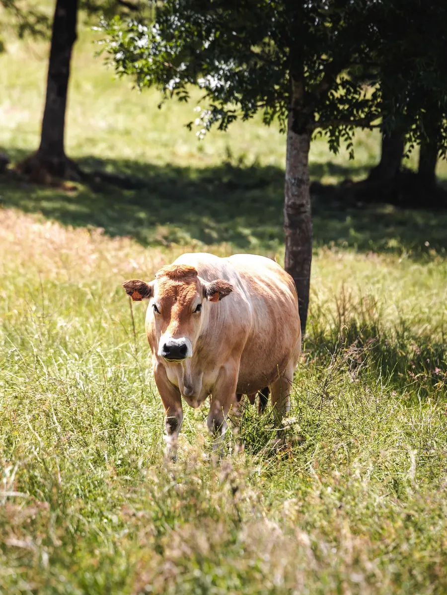 Une vache Aubrac sous un arbre