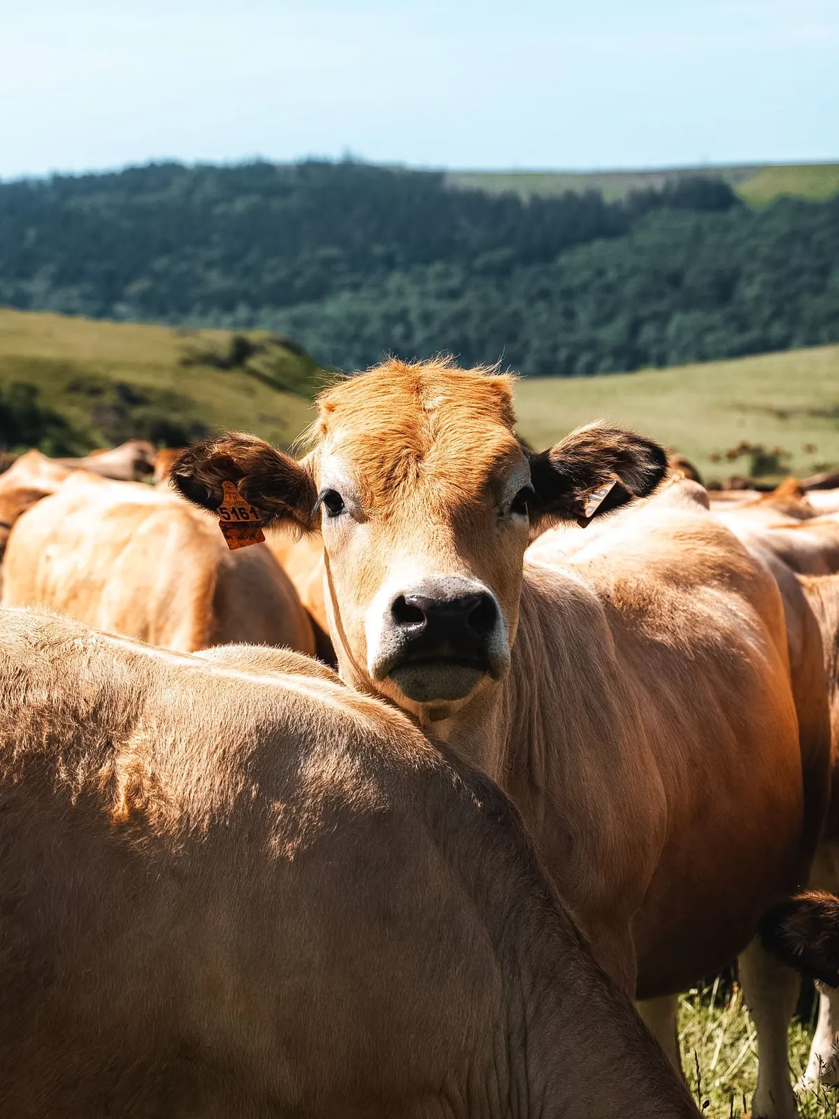 Une vache Aubrac regarde l’objectif, ses congénères autour d’elle