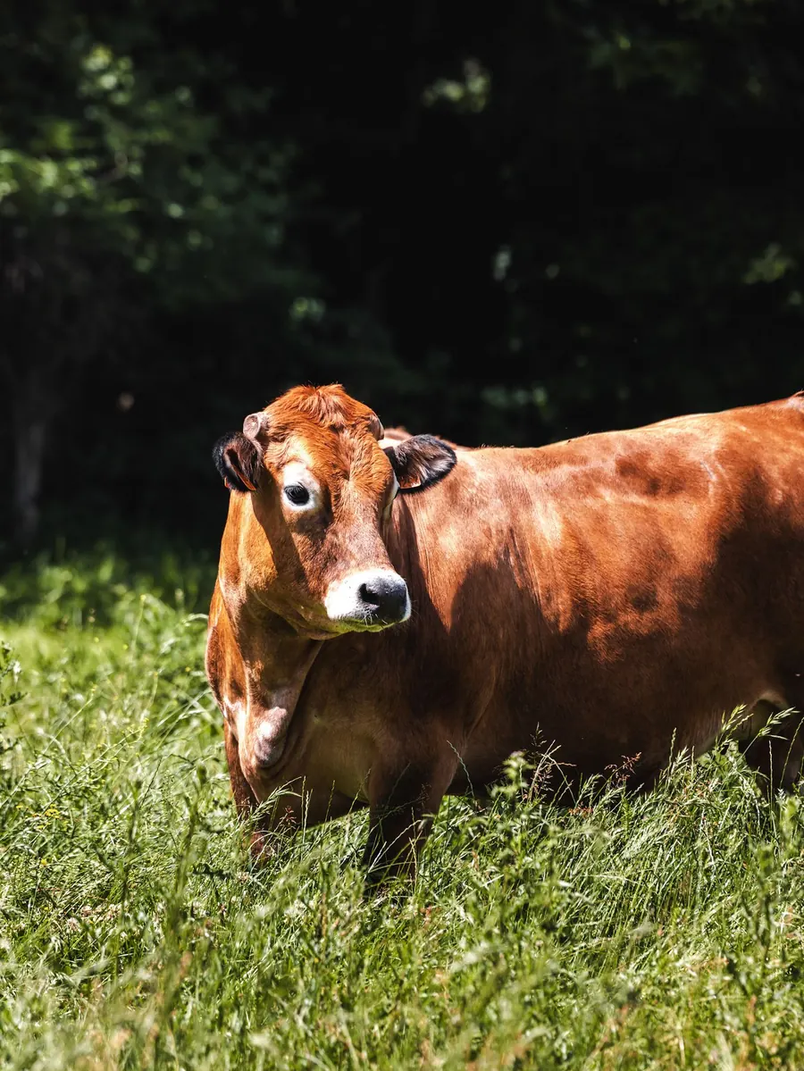 Une vache rousse dans l’herbe haute